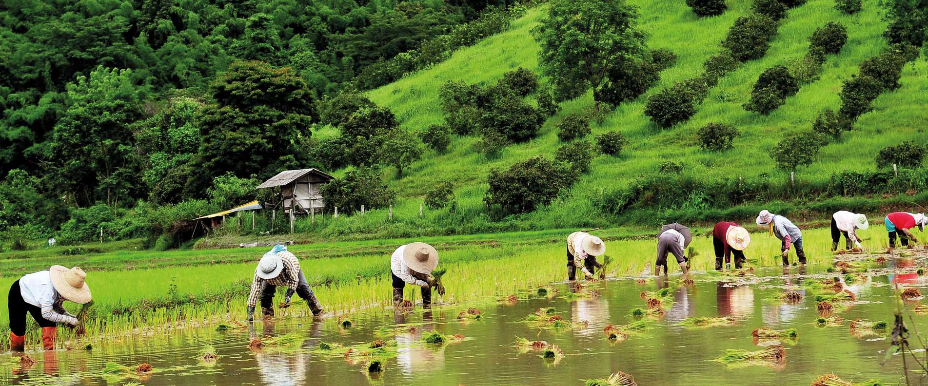 Trekking Experience Mae Tang Trek